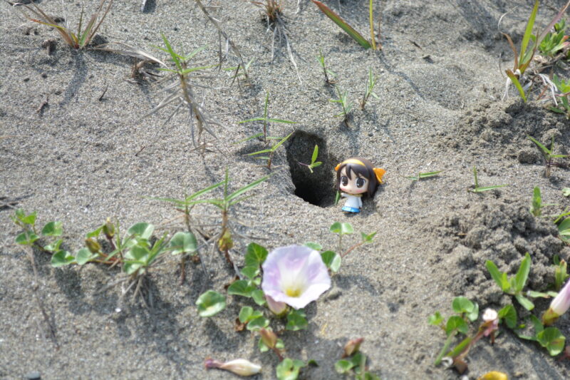 砂浜の巣穴の横に立つフィギュア